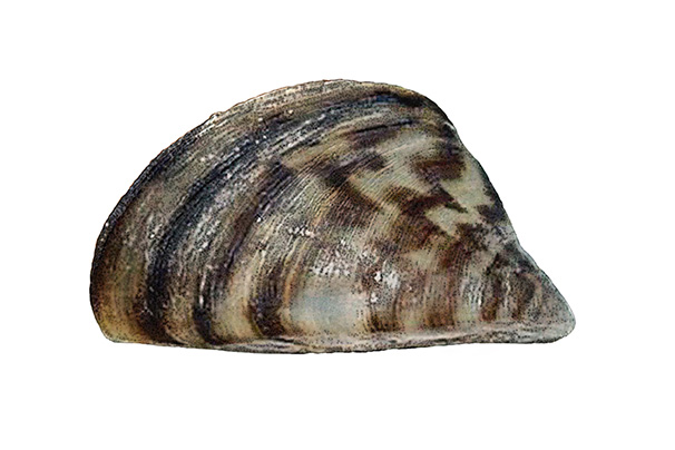 Moule zebree