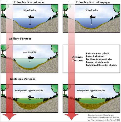 Eutrophication